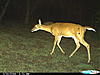 New pics and a clover ?.-trail-cam-001.jpg