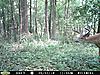2010 Hunting Net Trail camera pictures!-moultrie-aug-7-013.jpg