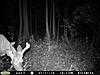 2010 Hunting Net Trail camera pictures!-moultrie-aug-7-008.jpg