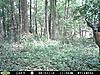 2010 Hunting Net Trail camera pictures!-moultrie-aug-7-015.jpg