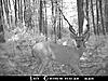 Trail Camera Stolen-mdgc0059.jpg