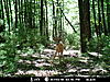 Trail Camera Stolen-mdgc0018.jpg