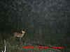 First bucks of the year-round-swamp-tater-spur-stand-013.jpg