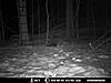 Just found this pic of the fisher I caught on cam in northwest PA-24210_1403789054206_1216753095_31192960_1534823_n.jpg