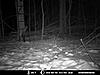 Just found this pic of the fisher I caught on cam in northwest PA-24210_1403789094207_1216753095_31192961_4246027_n.jpg