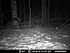 Just found this pic of the fisher I caught on cam in northwest PA-24210_1403789134208_1216753095_31192962_3821485_n.jpg