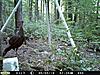 man do I have turkeys comin out my ears LOL D55-pict0077-1920-x-1440-.jpg