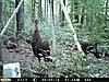 man do I have turkeys comin out my ears LOL D55-pict0070-1920-x-1440-.jpg