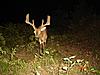 2010 Hunting Net Trail camera pictures!-dsc00066-large-.jpg