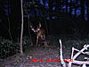 Same blood line or same deer??-bubba-3-.jpg