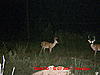 More Bucks-round-swamp-tater-spur-stand-048.jpg