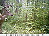 Antlers Antlers Antlers-sunp0042.jpg