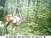 How many deer?-sunp0048.jpg