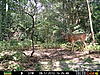 Finally got bucks on film-prms0369.jpg