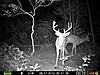 Finally got bucks on film-prms0425.jpg