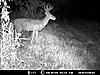 Score this nice 8pt.?-deer-1-007.jpg