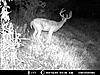 Score this nice 8pt.?-deer-1-009.jpg