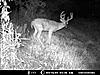 Score this nice 8pt.?-deer-1-010.jpg