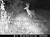 Score this nice 8pt.?-deer-1-011.jpg