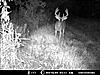 Score this nice 8pt.?-deer-1-012.jpg