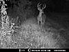 Score this nice 8pt.?-deer-1-013.jpg