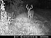 Score this nice 8pt.?-deer-1-014.jpg