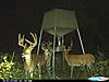 Lavaca County Bucks-cdy_0095.jpg