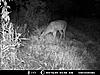 Score this nice 8pt.?-deer-1-015.jpg