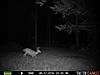 8 or 10 pointer what do you think?-prms0015.jpg