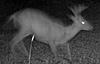 8 or 10 pointer what do you think?-untitled-1.jpg