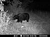  2009 Hunting Net Trail camera pictures-deer-1-001.jpg