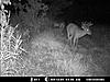  2009 Hunting Net Trail camera pictures-deer-1-003.jpg