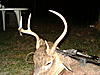 A deer I call Stupid.-picture-056.jpg