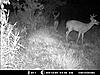  2009 Hunting Net Trail camera pictures-deer-1-004.jpg