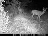  2009 Hunting Net Trail camera pictures-deer-1-005.jpg