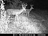  2009 Hunting Net Trail camera pictures-deer-1-008.jpg