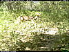 Finaly a Couple New Bucks-2010-09-04-14-16-52-m-1_3.jpg