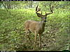 Same Buck?-2010-08-31-12-47-00-m-2_3.jpg