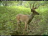 Same Buck?-2010-08-31-12-47-02-m-3_3.jpg