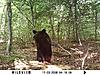 Bear Picture-labor-day-bear-2.jpg