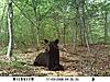 Bear Picture-labor-day-bear-3.jpg