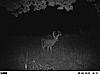 Highs and lows-2010-deer-pictures-kansas-494.jpg