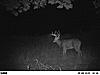Highs and lows-2010-deer-pictures-kansas-506.jpg