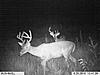 Highs and lows-2010-deer-pictures-kansas-519.jpg