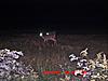 more pics CENTRAL NEW YORK-trail-camera-3-295.jpg