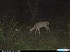 1st year with trail cams-cdy_0013.jpg