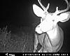 Decent farm buck-buck2.jpg