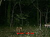 Yote and Small Buck-mdgc0190.jpg