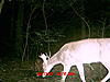 Yote and Small Buck-mdgc0193.jpg