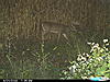 What would you score this buck at?-12pt.jpg